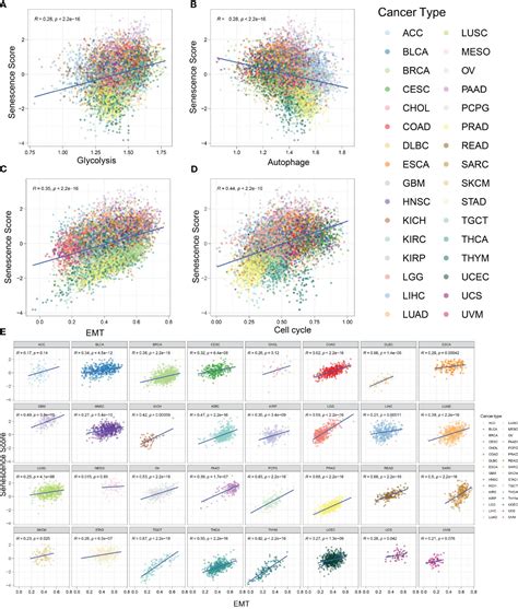 Frontiers Exploring The Role Of Cellular Senescence In Cancer Prognosis Across Multiple Tumor