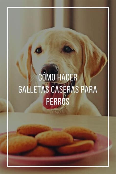 Cómo hacer galletas caseras para perros Silifosca