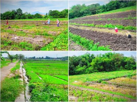 Tanah Sawah Produktif 1950 M² Delanggu Klaten Jawa Tengah