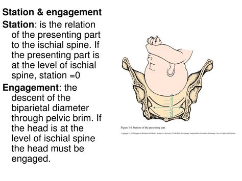 Ppt Obstetric Physical Examination Powerpoint Presentation Id464376