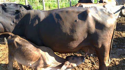 Vacas Amamentam No Curral Ap S Ordenha N O Era Manzuca E Sim Bra Na