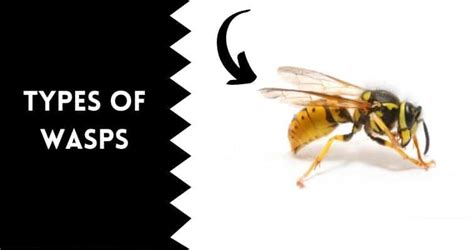 Types Of Wasps Chart