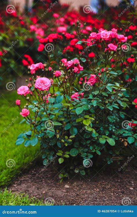 Rose Shrub Roses Flowers Stock Photo Image Of Nature 46287054