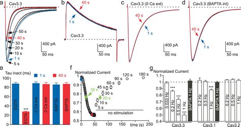 Figures And Data In Activity Dependent Regulation Of T Type Calcium