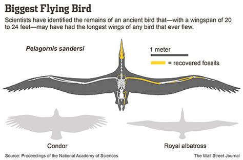 Scientists Identify Largest Flying Bird Wsj