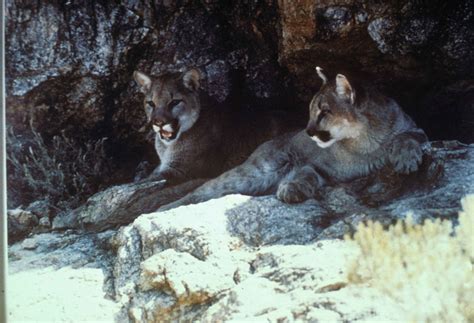 Kostenlose Bild Berg Löwen Puma