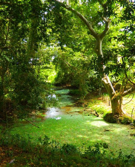 Anawilundawa Wetland Sanctuary Administered By Department Editorial