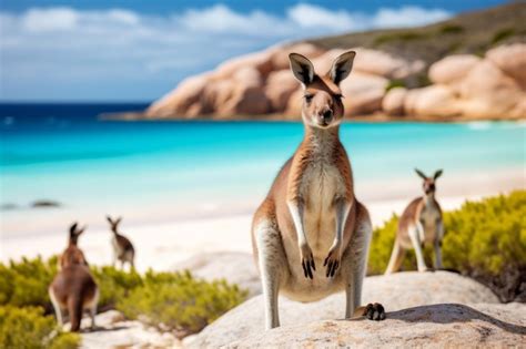 Premium Photo Lucky Bay Kangaroo Beach In Western Australia