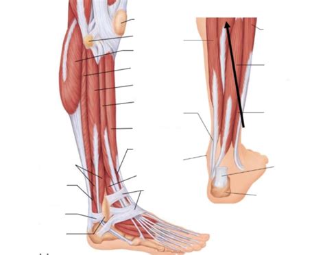 Calf Muscles Lateral And Posterior View Labels Quiz