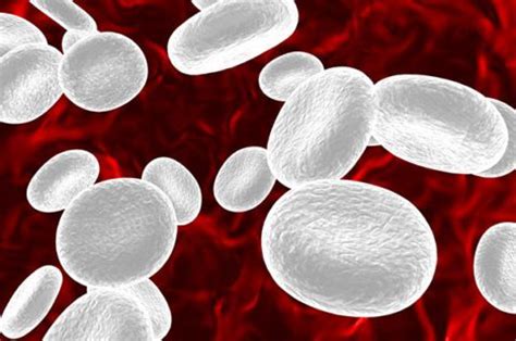 ¿Qué son los glóbulos blancos? – Homo medicus