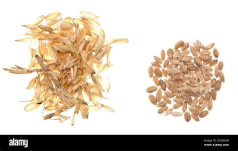 Wheat Grain And Husk Isolated On White Background Stock Photo Alamy