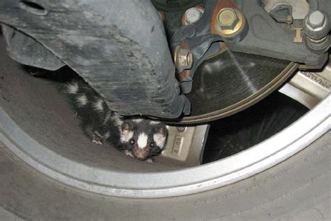 How To Get Rid Of Skunk Smell On Car Tires