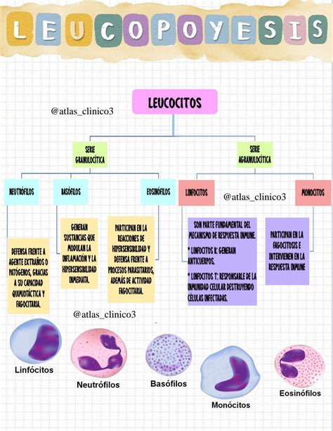 Leucocitos Hematología Enseñanza de química Cosas de enfermeria