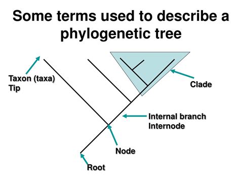 Ppt What Is A Phylogenetic Tree Powerpoint Presentation Free Download Id9242669