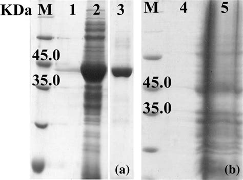 Sdspage Analysis Of Recombinant Bcsz Protein Stained With Coomassie Download Scientific