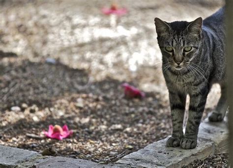 M Todos Efectivos Para Ahuyentar Gatos Del Jard N Gu A Completa