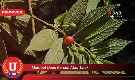 Intip 6 Manfaat Daun Kersen Atau Talok Yang Bikin Kamu Penasaran