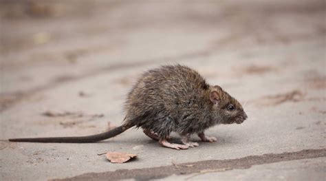 Cdc Warns Of Unusual Or Aggressive Rodents Hunting For Food Amid Covid