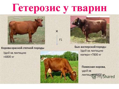 Генетичні основи селекції організмів - презентация онлайн