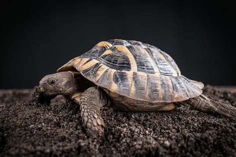 Hermanns Tortoise Pictures Facts Diet And Care Guide Hepper