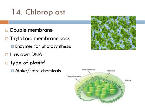 Ppt Cell Organelles Powerpoint Presentation Free Download Id1923009