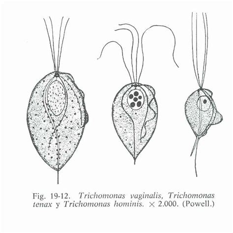 Lecture Notes In Medical Technology Lecture 15 Subphylum Mastigophora