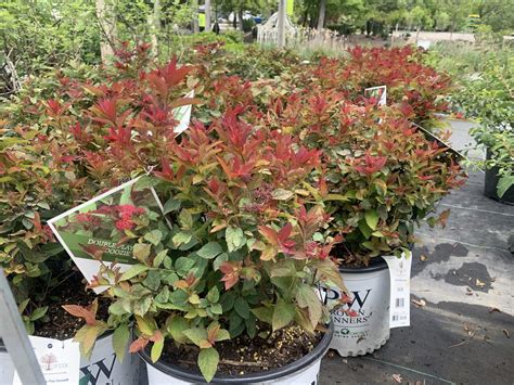 Spiraea Double Play Doozie 3g • Cross Creek Nursery And Landscape