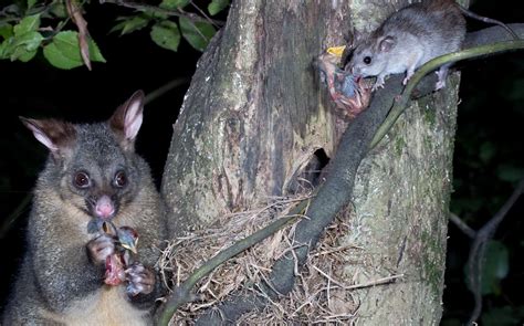 Possum and Rat pose together for photo. : r/newzealand