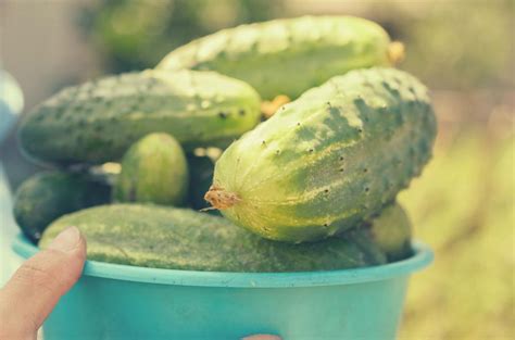 Comment Garder Son Potager Pendant Les Vacances