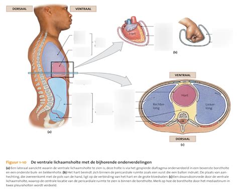 De Ventrale Lichaamsholte Met De Bijhorende Onderverdelingen Diagram