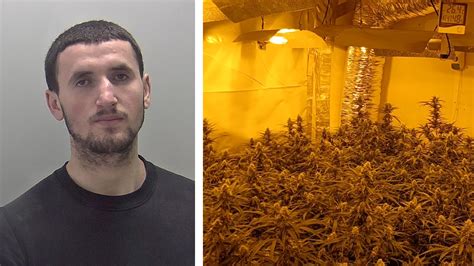 Man Jailed After Cannabis Farm Found A House In Warwick News