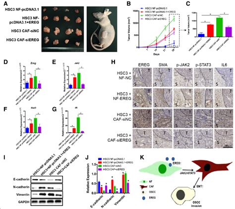 High Ereg Expression In Fibroblasts Promotes Tumor Growth In Vivo A