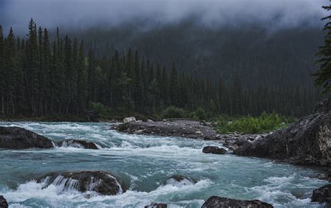 Photo of Foggy Forest · Free Stock Photo