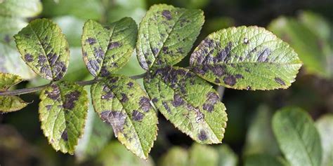 Common Plant Diseases And Disease Control For Organic Gardens