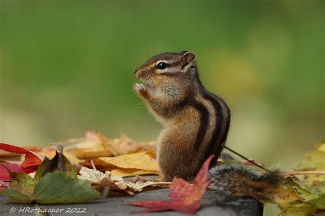 Tamia de Sibérie ou Ecureil strié Tamias sibiricus Sib Flickr