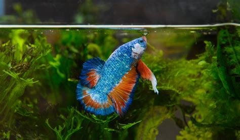 Guía Completa De Cuidado De Peces Betta Para Principiantes