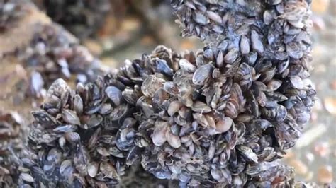 Mussel Threat Protecting BC S Freshwater YouTube