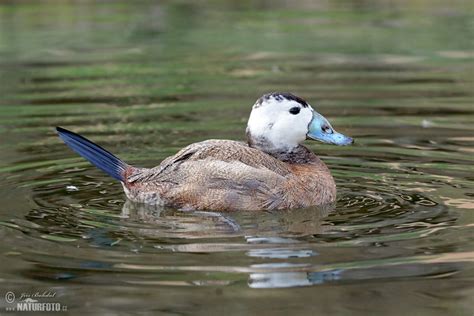 White-headed Duck Photos, White-headed Duck Images, Nature Wildlife ...