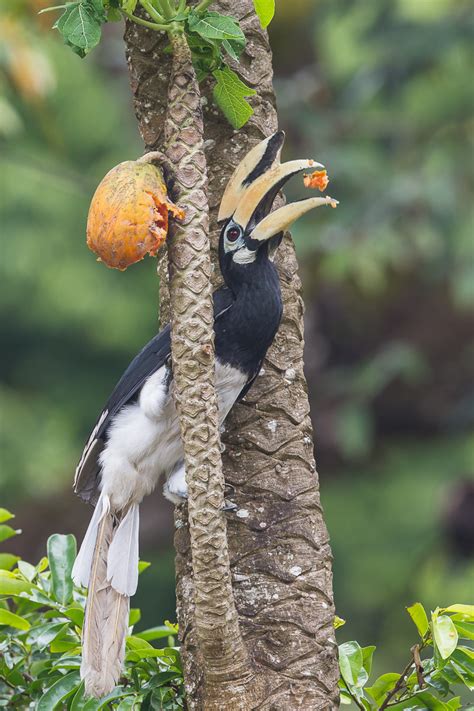 Oriental Pied Hornbill – Birds of Singapore