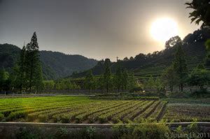 A Traditional Longjing Tea Ceremony in China's "Heaven on Earth"