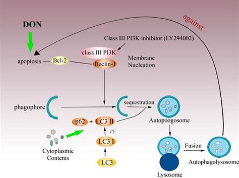 Autophagy Protects Pc Cells Against Deoxynivalenol Toxicity Via The