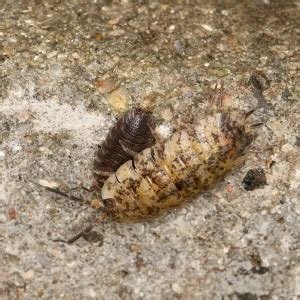 Porcellio scaber - Facts, Diet, Habitat & Pictures on Animalia.bio