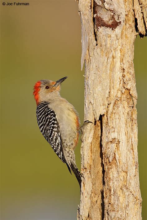 Red Bellied Woodpecker Joe Fuhrman Photography