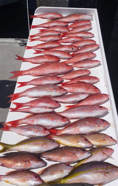 Red Snapper Vs Vermilion Snapper