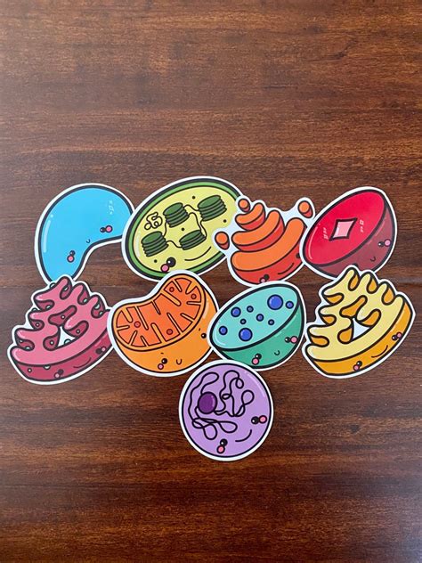 Cute Cells And Organelles Sticker Set Etsy Australia