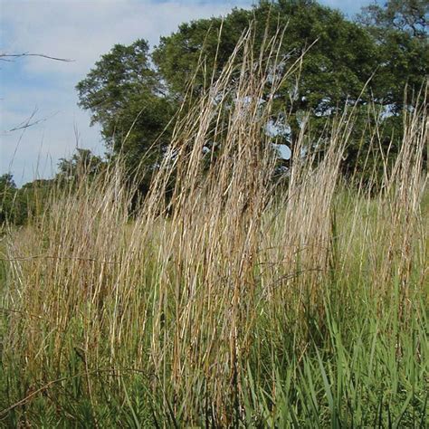 Bluestem Little