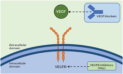 Schematic Representation Of The Mechanism Of Action Of Anti VEGF