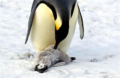 Emperor Penguin – "OCEAN TREASURES" Memorial Library