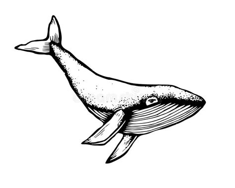 Hand Drawn Doodle Of Whale Vector Illustration Stock Stock