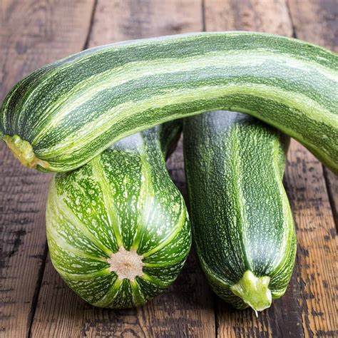 Italian Striped Zucchini Summer Squash Garden Seeds 1 Lbs Non Gmo